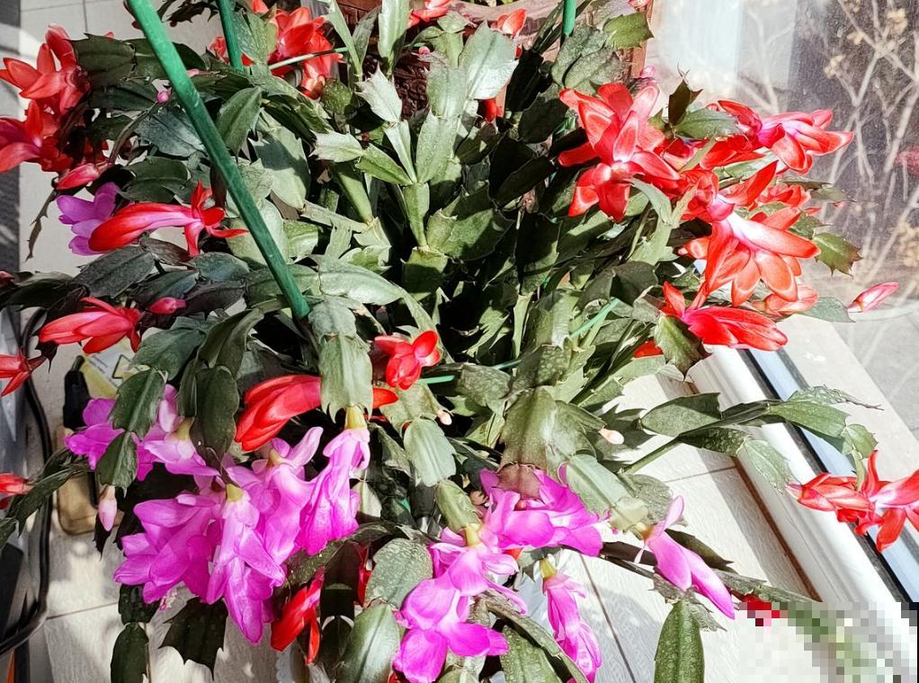 喜欢住“小盆”的3种花,冬季干养穷养才行,叶子油亮花开爆 喜欢住“小盆”的3种花,冬季干养穷养才行,叶子油亮花开爆