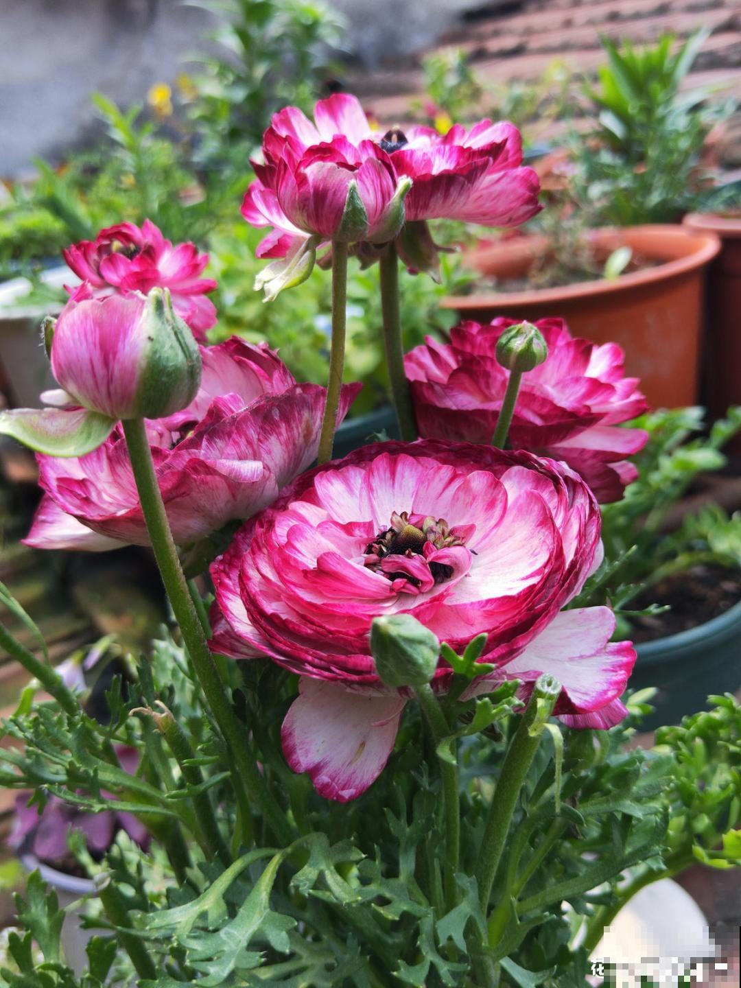 一种花被称作“小牡丹花”,能开花3个月,比玫瑰花还好看 一种花被称作“小牡丹花”,能开花3个月,比玫瑰花还好看