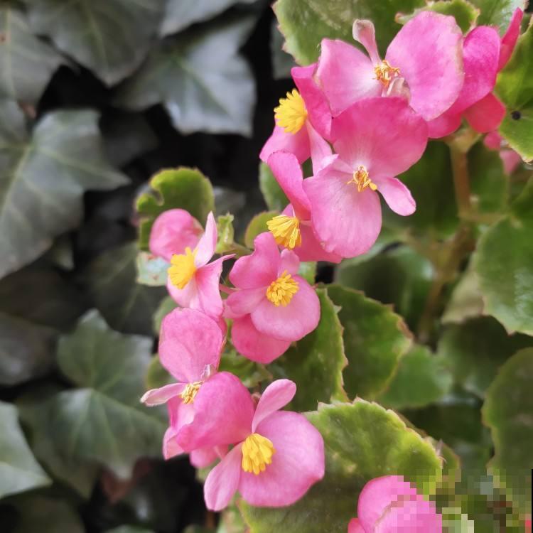 爱喝酸酸水的3种花，喂点酸水就爆盆，还能旺宅