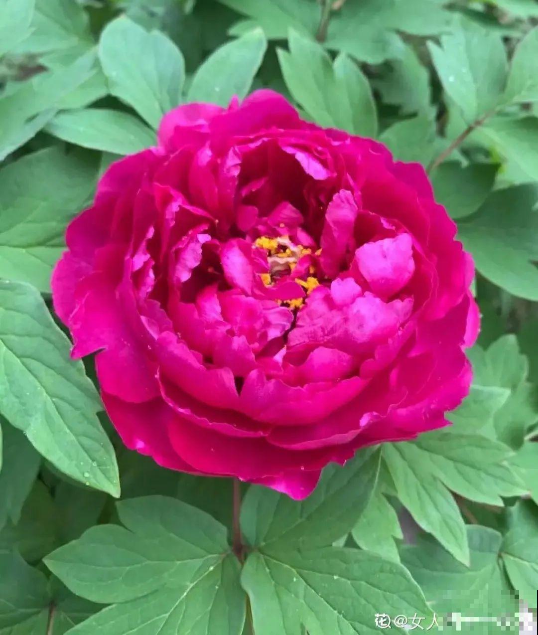 花中之王牡丹,过年家里备一盆,艳压群芳! 花中之王牡丹,过年家里备一盆,艳压群芳!