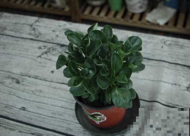 豆瓣绿在家扦插，这4点学会，发芽率高