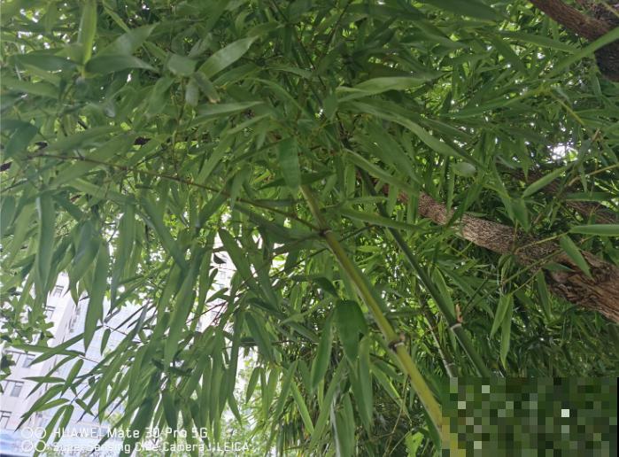 家养的竹子四季常青,养一盆还有招财好兆头,适合养家里 家养的竹子四季常青,养一盆还有招财好兆头,适合养家里