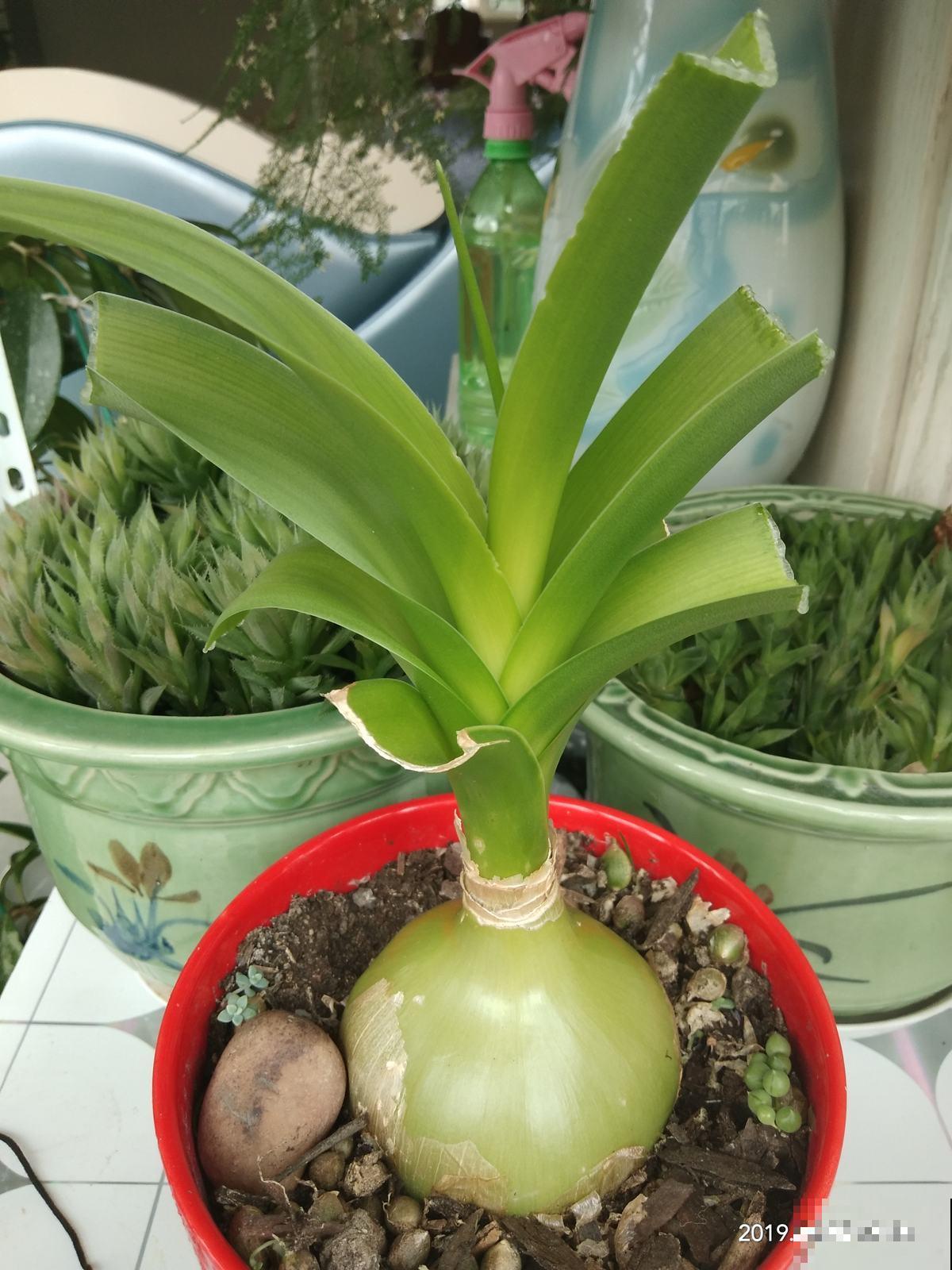 适合虎年养的10种“虎花”，虎运连连不说，还特好养