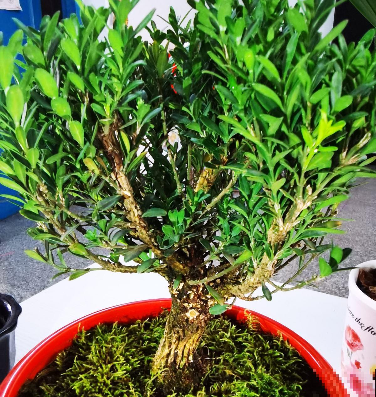 四季常青的植物，家里养一盆，一年到头有生机