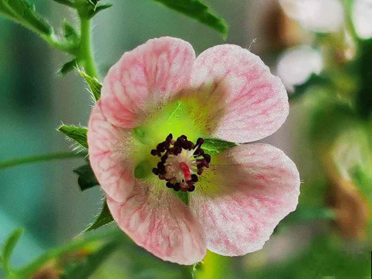 越狠心剪长越旺的小木槿，春天爆开上千朵花，院子变花海