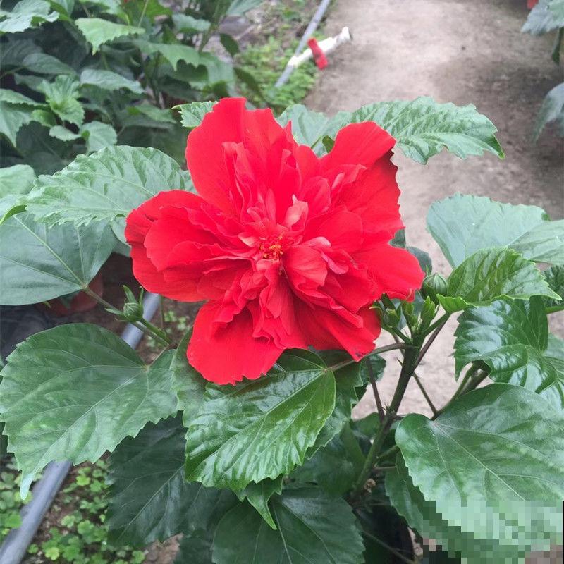 夏天养殖木槿花，注意这5点，以免出现问题