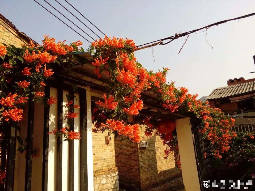 过年烟花没看够，快养这9种花，开花更美