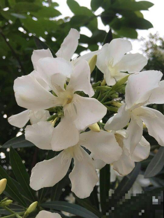 3种花公认“有害”，怎么还是要养呢，只因用处很大