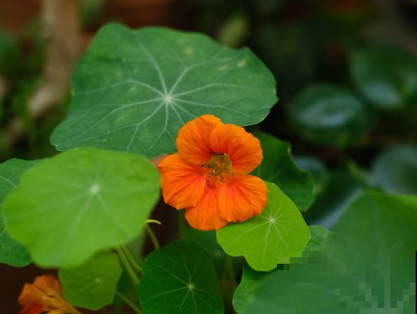 旱金莲小苗不会养殖，快来看看这4步，养殖变简单