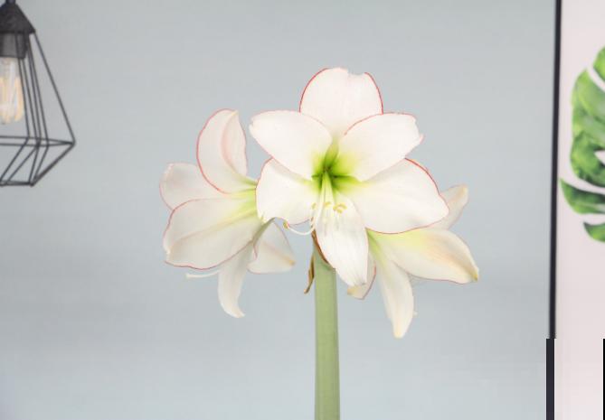 朱顶红种球种植，注意这5步，养出大花球很简单