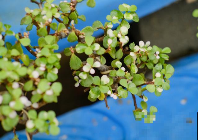 金枝玉叶生虫了别扔，学会这4步，轻松处理