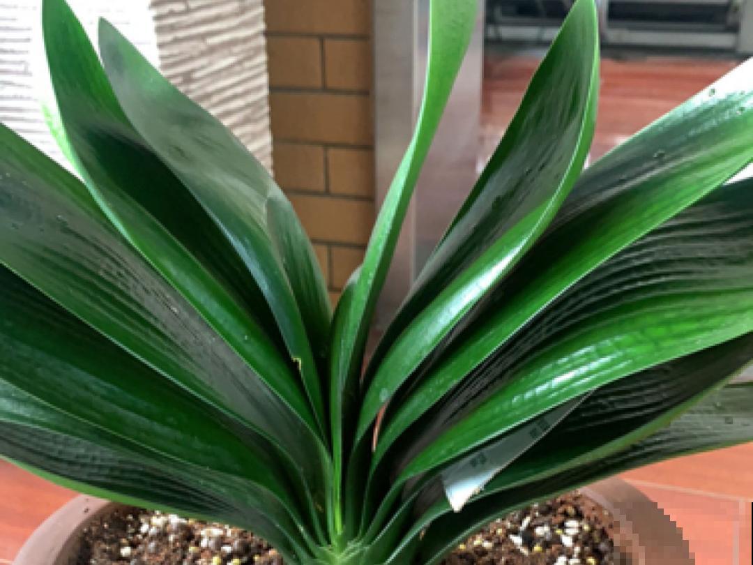 3个症状，说明花缺肥了，赶快补上，下个月大爆花