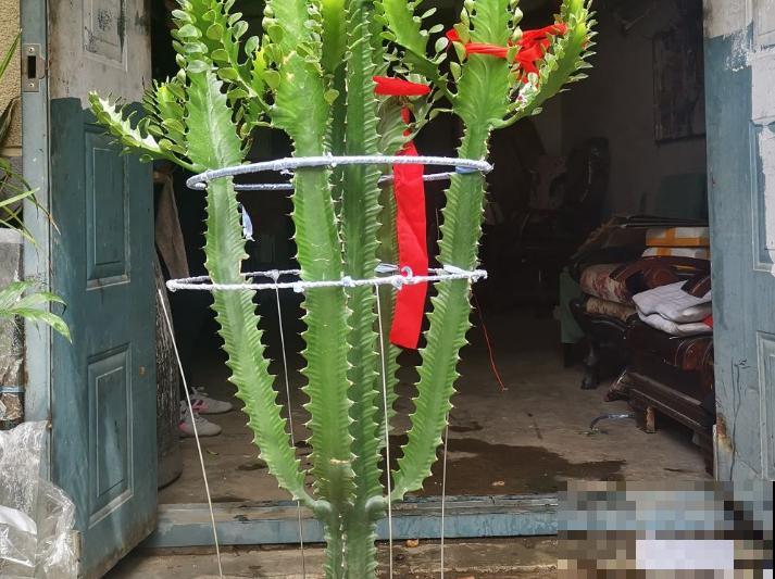 龙骨扦插困难，抓紧学会这4步，让扦插变轻松