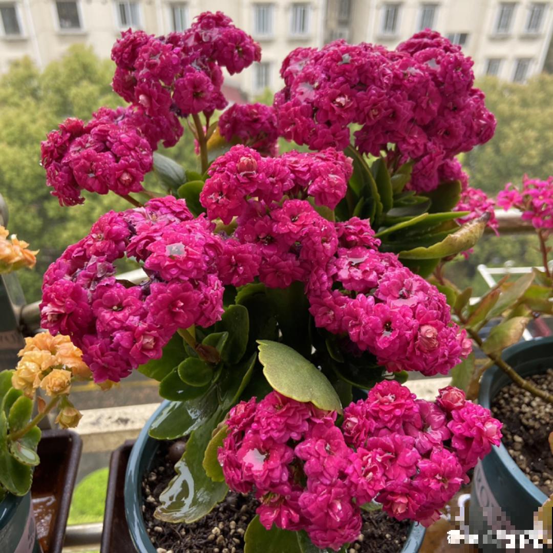 6种花，二月底快扦插，十几天就生根