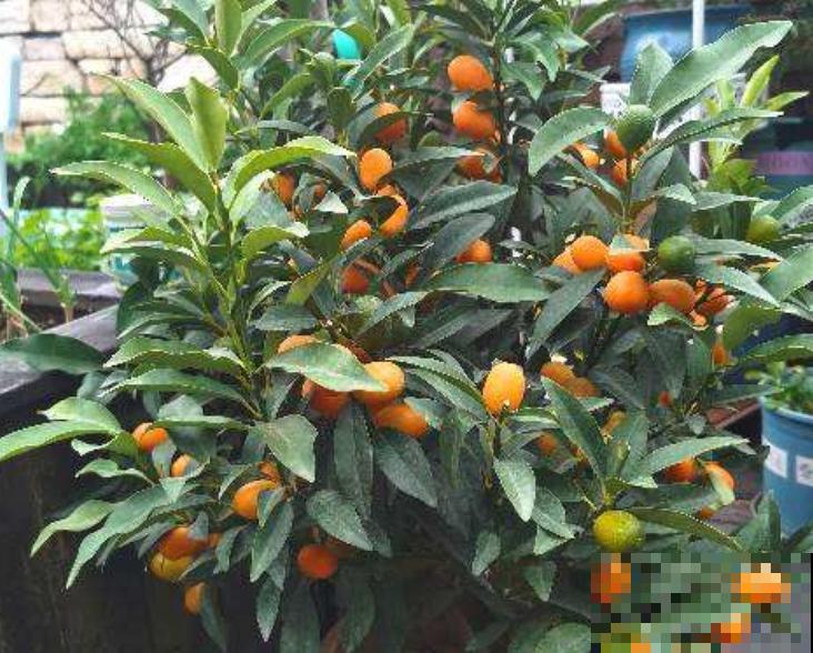 1种花天生爱“吃酸”,浇点酸酸水,叶子油绿果子壮 1种花天生爱“吃酸”,浇点酸酸水,叶子油绿果子壮