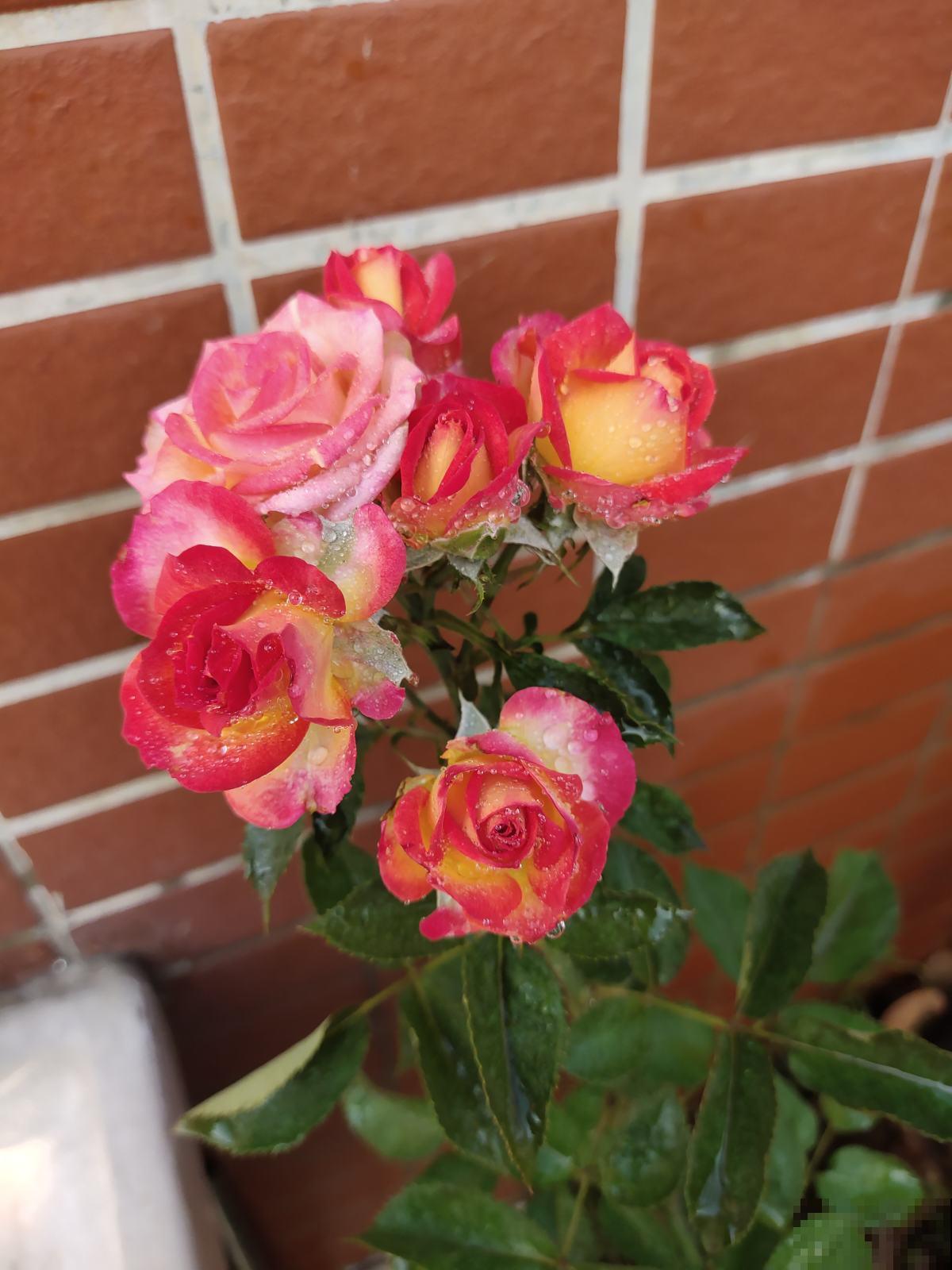 常见的3种花，不开花的原因很多，改改方法就能开