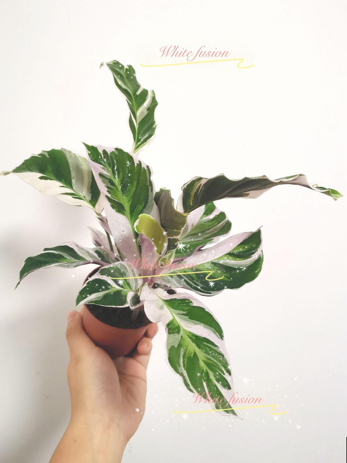 光线不好,养这4种花,颜值超高,还巨耐阴 光线不好,养这4种花,颜值超高,还巨耐阴