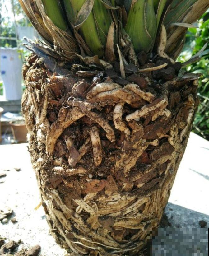 6种花，二月底快扦插，十几天就生根