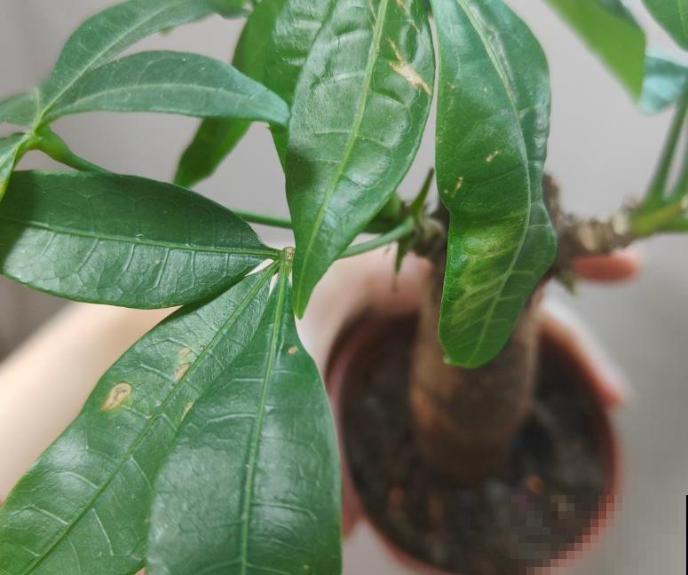 家养发财树，年年有钱数，5个方法让发财树爆芽，记住就赚大了