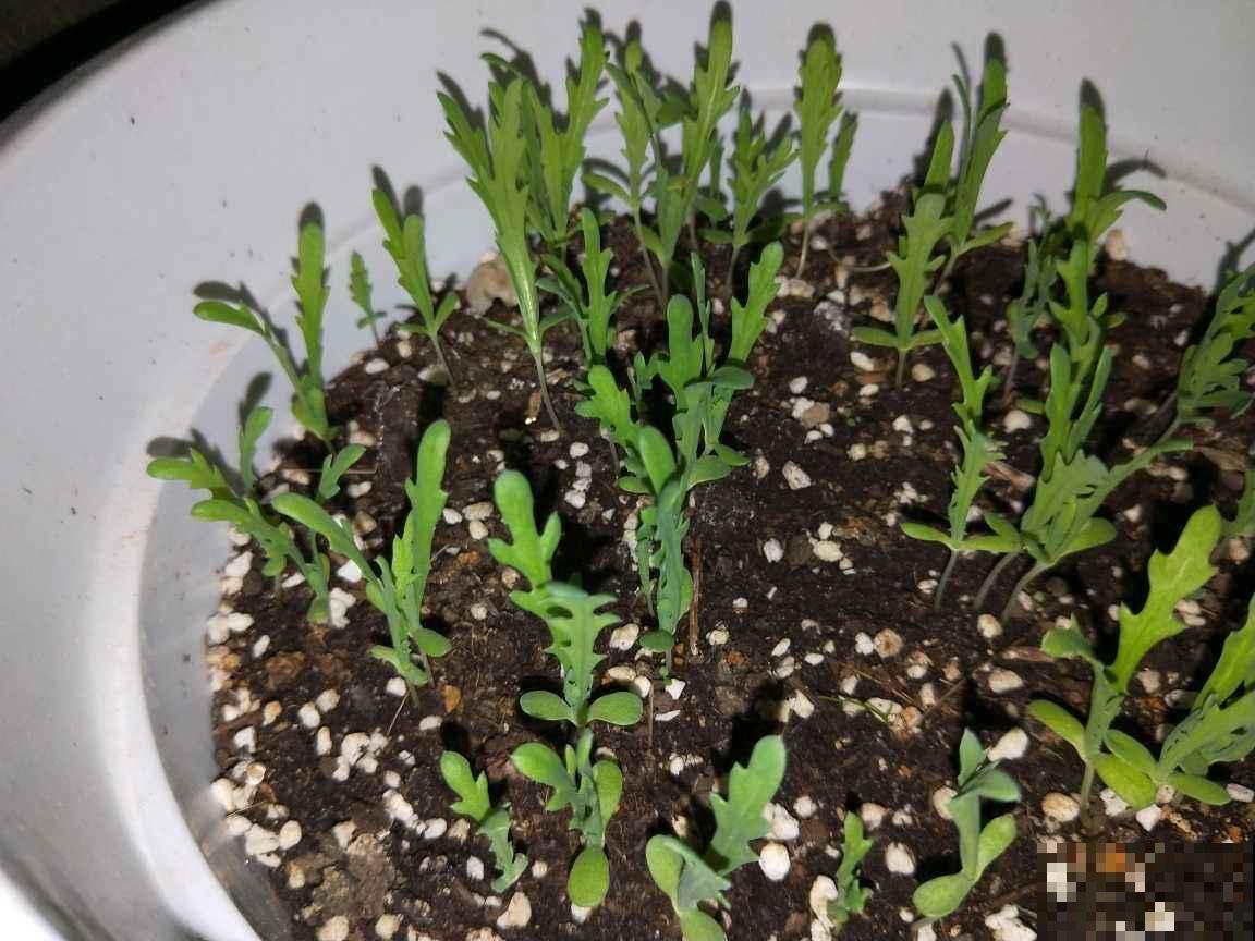 春天吃茼蒿,被称作“皇帝菜”,营养价值位列前茅 春天吃茼蒿,被称作“皇帝菜”,营养价值位列前茅