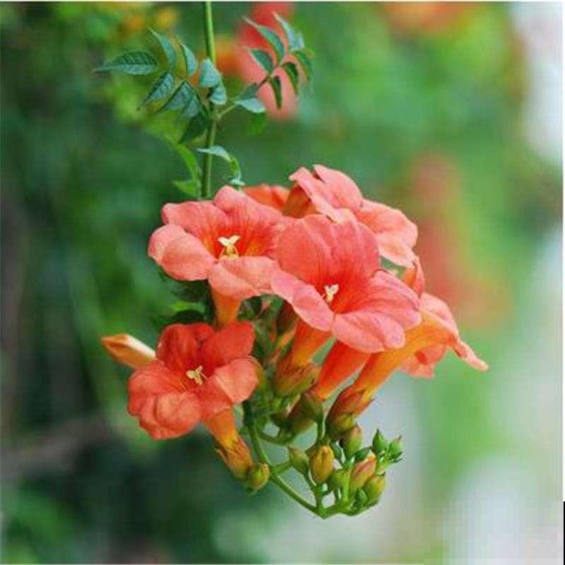 寒冷地区也能养的花,能耐-30℃低温,冬天也开花 寒冷地区也能养的花,能耐-30℃低温,冬天也开花