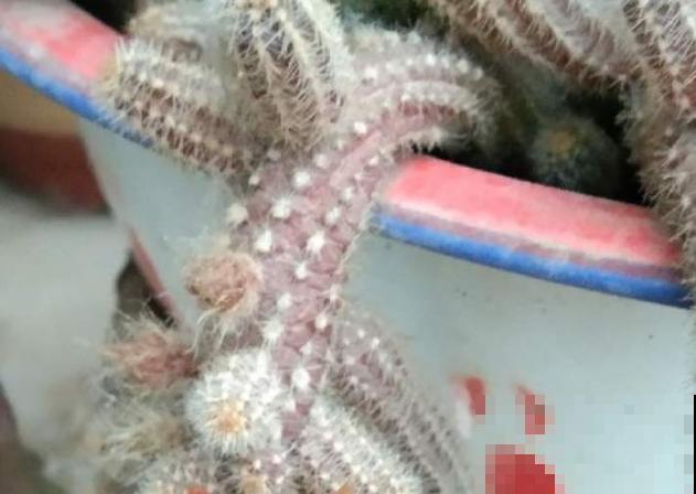 多肉毛毛虫看着难养，其实很好养，学会这4点轻松养殖