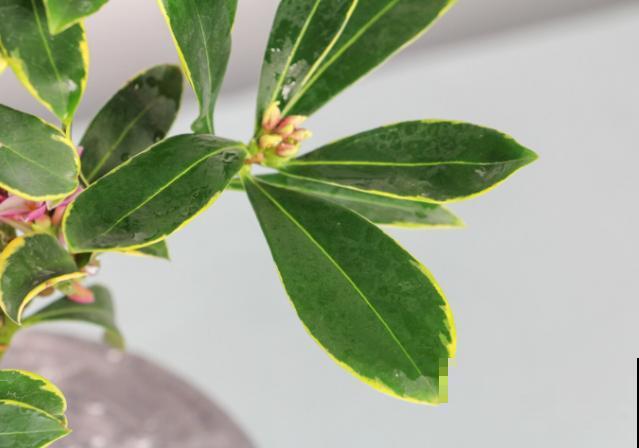 瑞香立秋后养殖,注意这4点,噌噌涨 瑞香立秋后养殖,注意这4点,噌噌涨