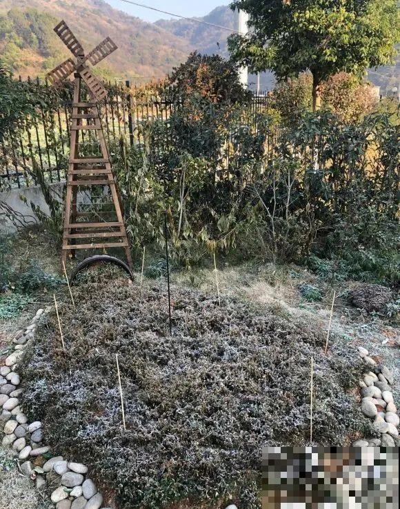 草花中的“小霸王”,耐热耐寒耐阴,开花能开大半年! 草花中的“小霸王”,耐热耐寒耐阴,开花能开大半年!