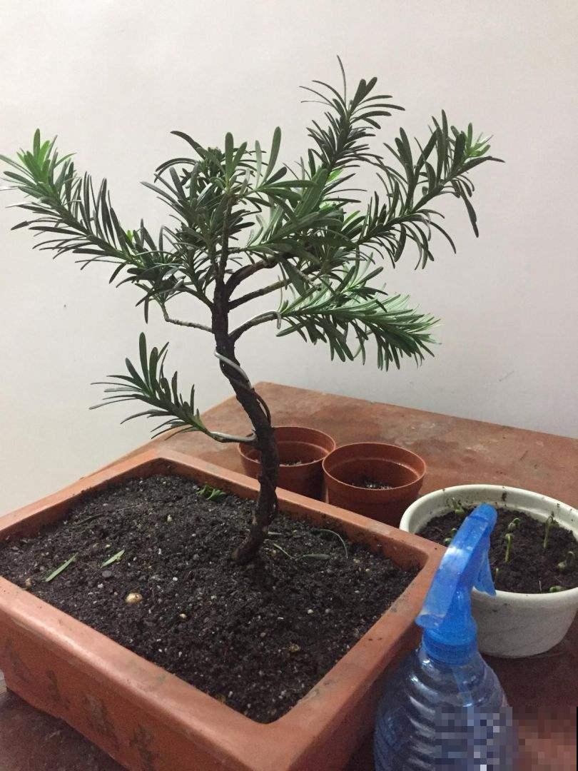 有格调的人，都爱养这3种花，品位瞬间提升一个档次