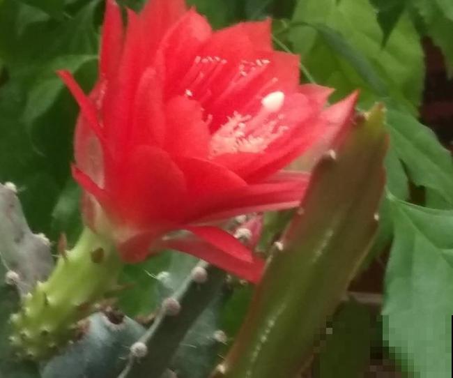 令箭荷花扦插,记住这5点,生根快 令箭荷花扦插,记住这5点,生根快