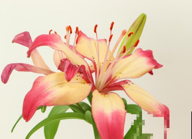 百合花的花蕊，摘掉要注意这3步，可以延长花期