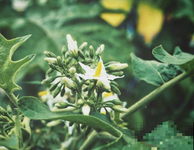 露天养殖茄子剪枝要注意，学会这3种方法，才能正常长大