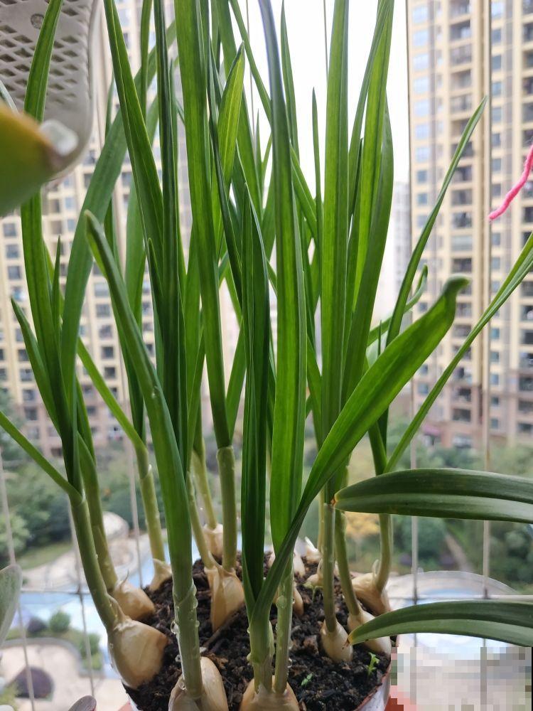土里埋个蒜瓣，3天出芽，半个月长蒜苗，养花也好用