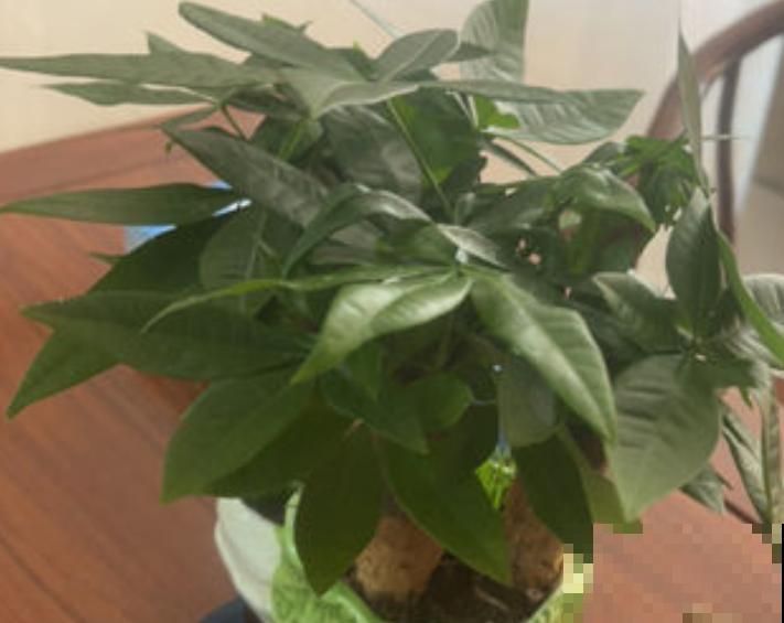 家养发财树，年年有钱数，5个方法让发财树爆芽，记住就赚大了