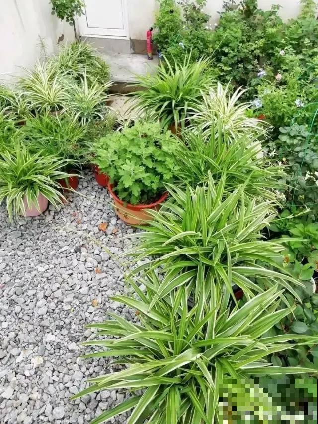 君子兰喝点油,爆花效果好,年年开出大花球 君子兰喝点油,爆花效果好,年年开出大花球