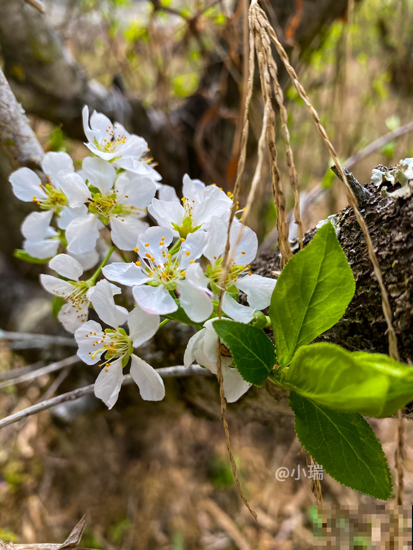 春日识花小技巧，分分钟认识樱花、梨花、李花，赏花不再“脸盲”