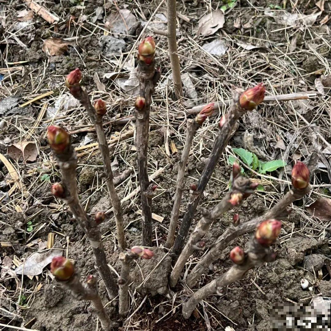 “外甥正月不剃头”，8种花正月不能剪，还要再忍1个月