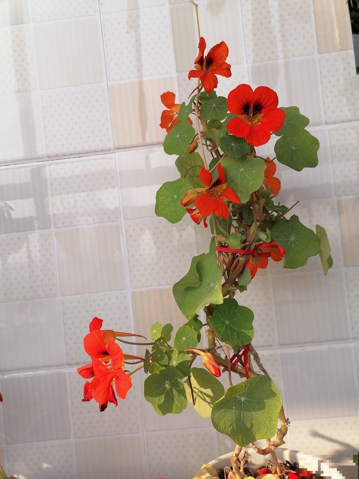 7种花，在封闭阳台也能爆花，美过露天养