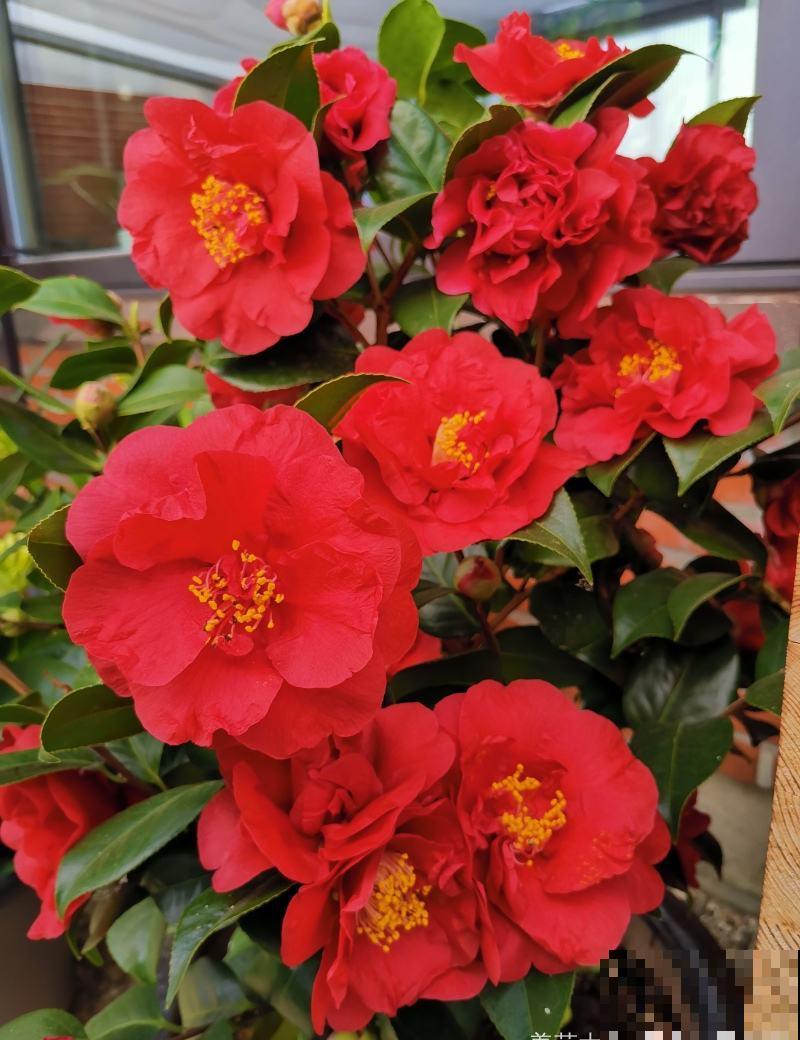 5种矫情花，不能干，不能湿，实在是娇气