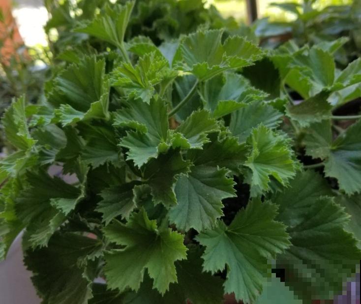 养花大神常说的“假植苗”，究竟是什么意思？