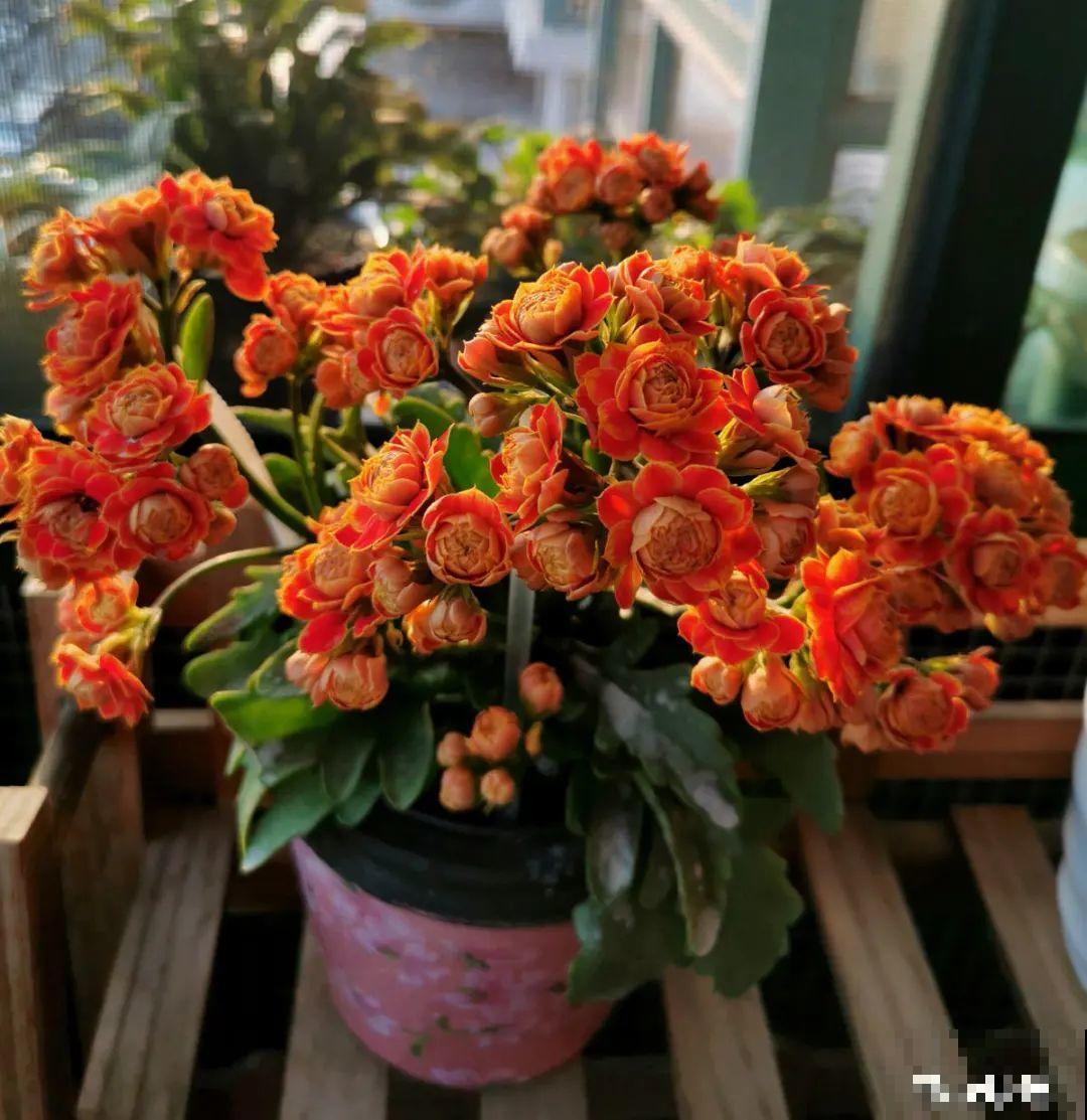 大花蕙兰太贵,掉个花苞都心疼,快来注意这3点! 大花蕙兰太贵,掉个花苞都心疼,快来注意这3点!