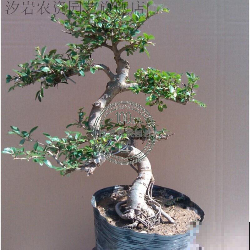 金钱榆盆景养殖，注意这4点，室内也能养好
