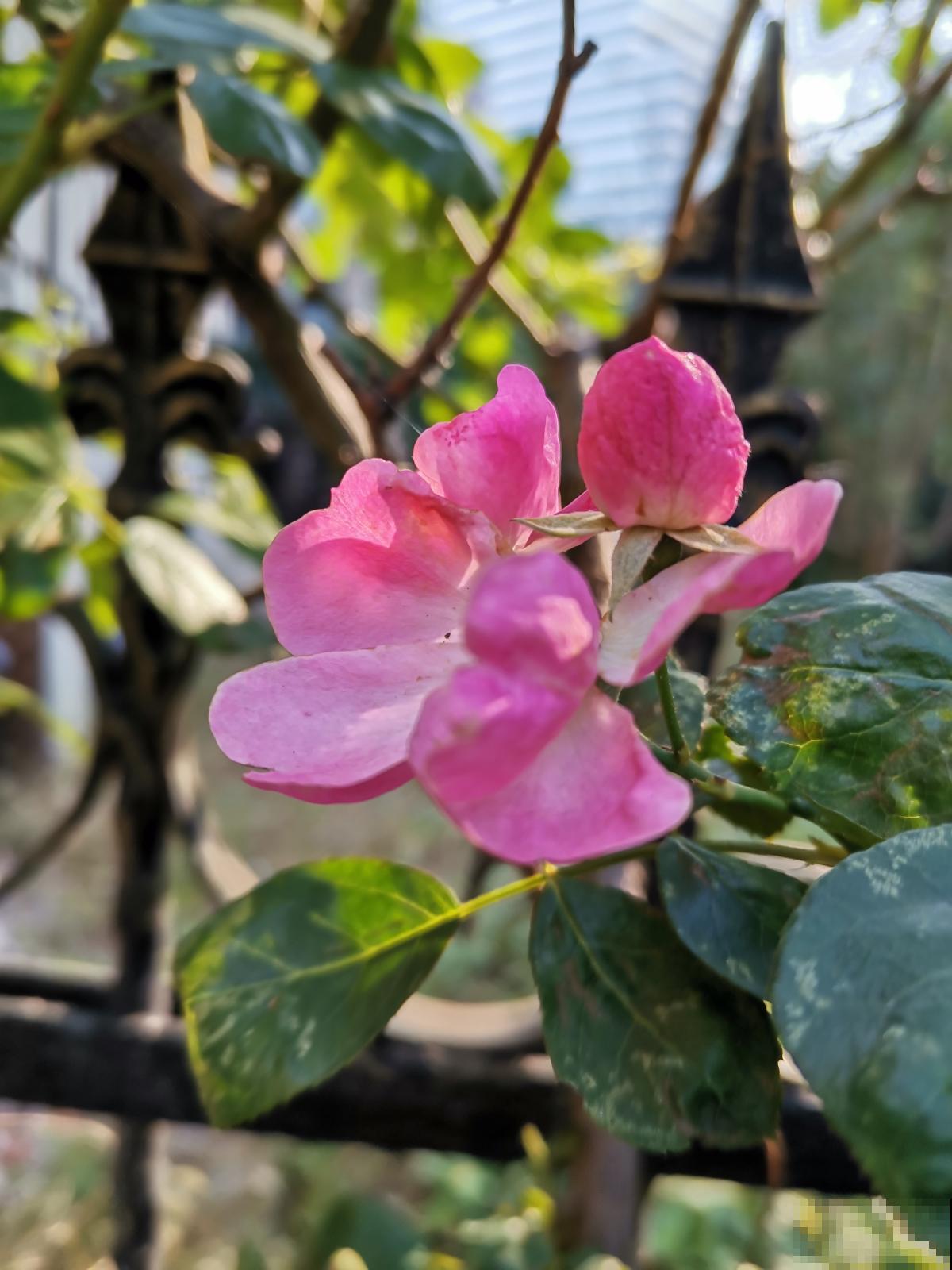 院子里最适合种的4种组合花卉,美观又好打理,花期超长 院子里最适合种的4种组合花卉,美观又好打理,花期超长