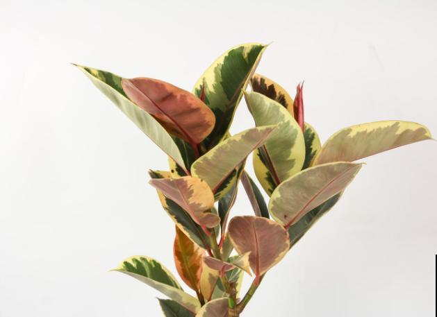 橡皮树春天掰个枝，插土里半个月生根，一盆变多盆