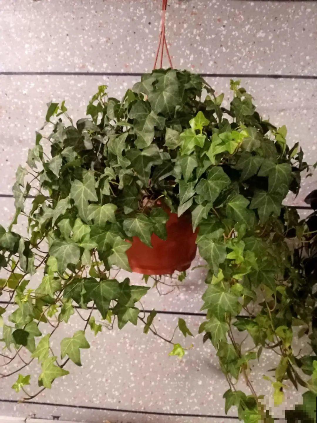 10种过年花，湿养能活命，干养会送命！