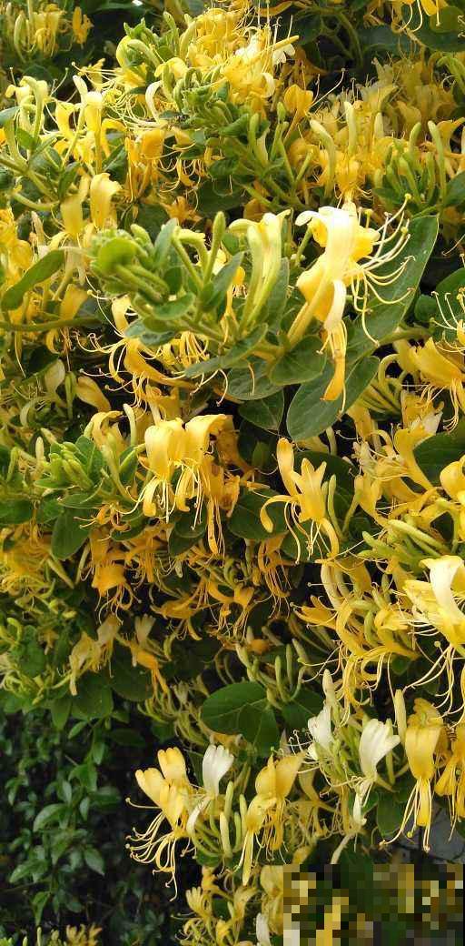 40年老中医爱养的花,被称作“仙草花”,养人养身心 40年老中医爱养的花,被称作“仙草花”,养人养身心