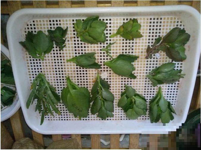 6种花，二月底快扦插，十几天就生根