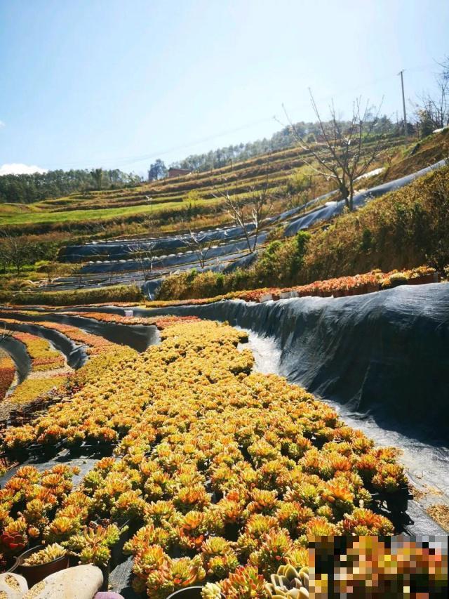 家里的多肉难养活，看看云南的多肉，不愧是“多肉天堂”