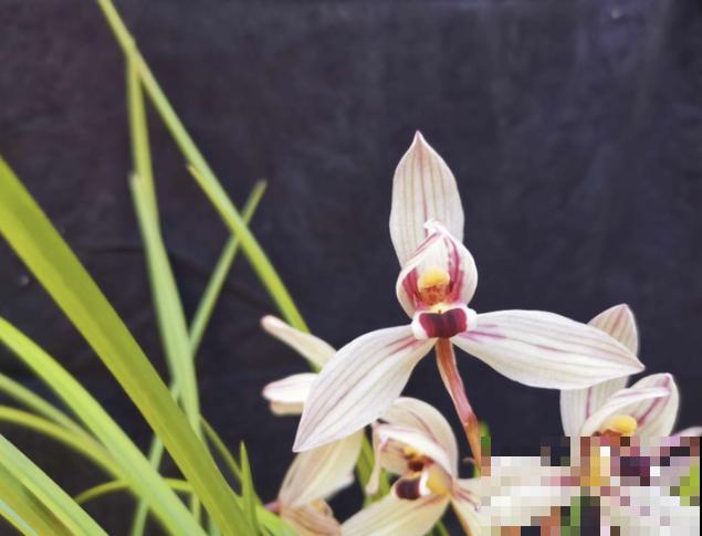 这5种名贵兰花，快来瞧瞧，你认识几种