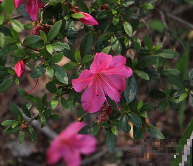 杜鹃好不容易养开花，叶子居然都变红，原因有3点